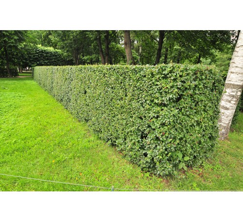 Кизильник блестящий (Cotoneaster lucidus) С2